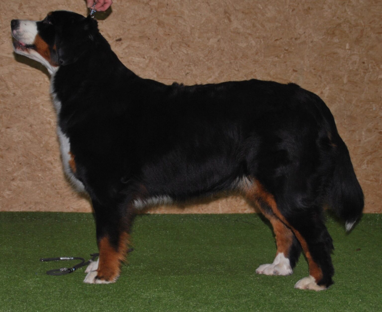 Champalays XANADU OF MAGIC Kennel Champalays